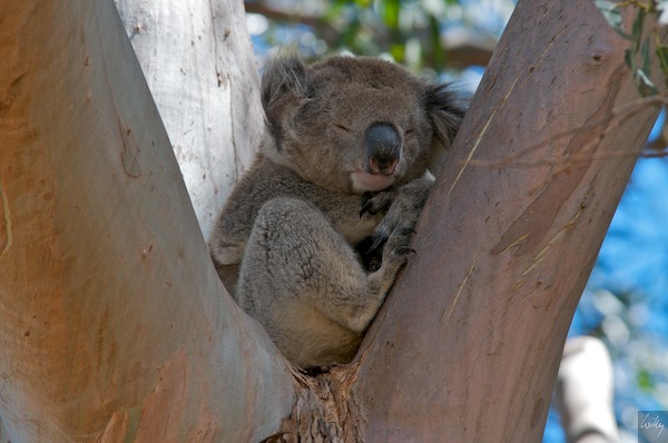 AustraliaEast 10  175